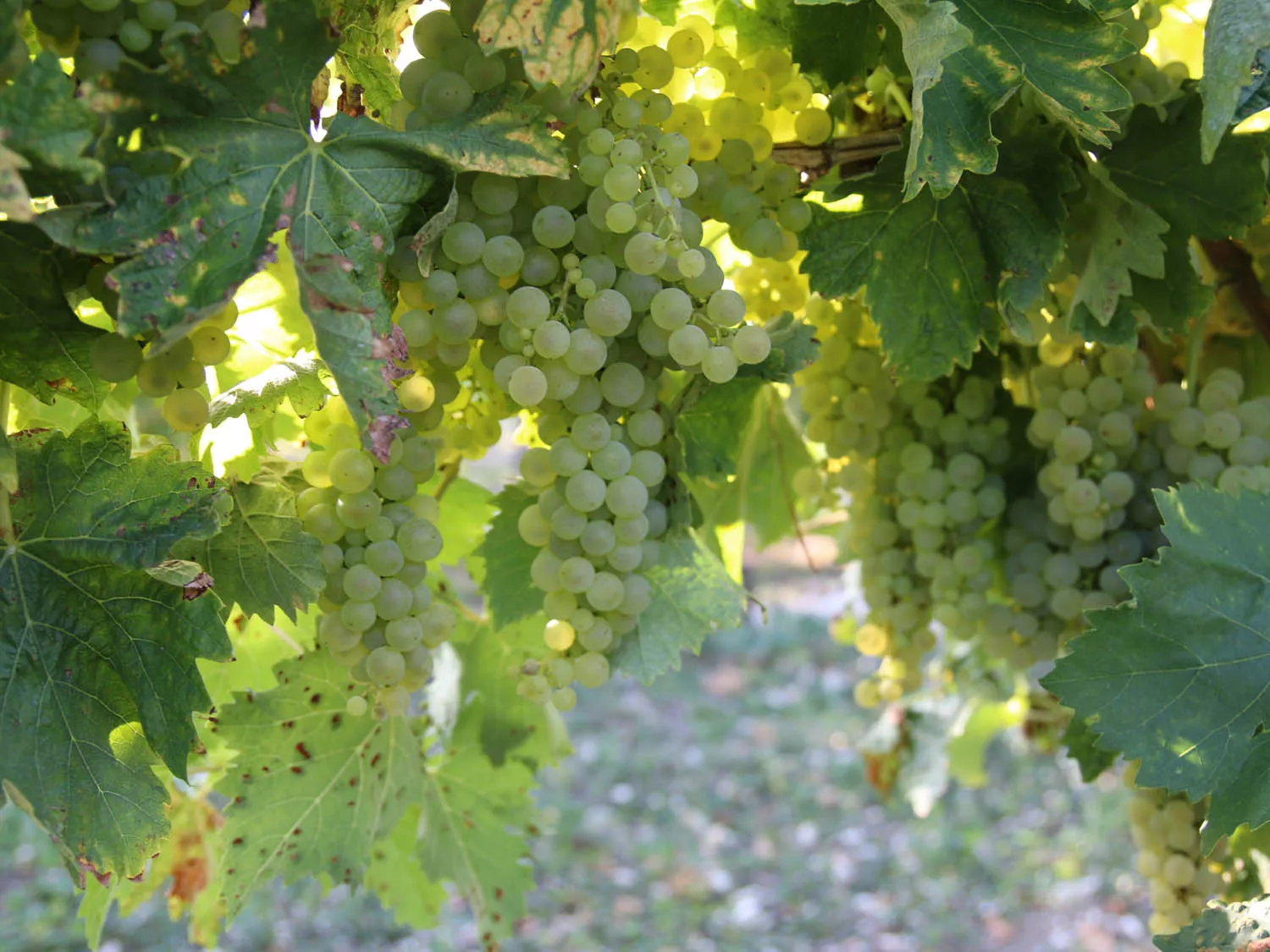 20141101-cognac-grapes-on-vine-carey-jones.jpg
