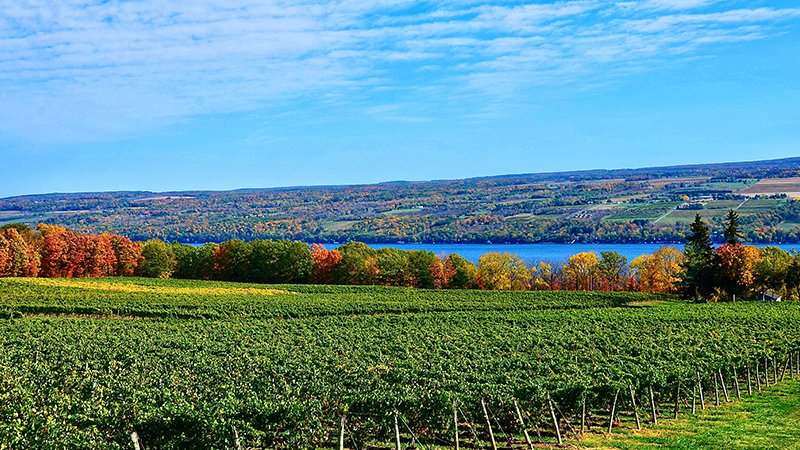 纽约手指湖是一个被低估的美国葡萄酒产区。